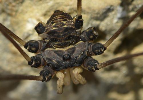 Réf. 280 296 : Gyas titanus